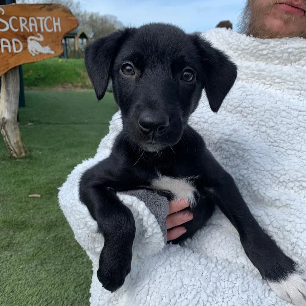 Rosie, female puppy Collie for adoption at Many Tears Animal Rescue, Llanelli
