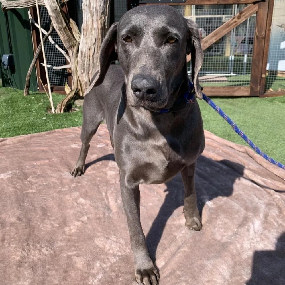 Whimsey, female 5yo Weimaraner for adoption at Many Tears Animal Rescue, Llanelli