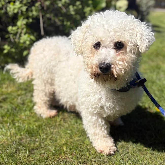 Florence, female 6yo Bichon Frisé for adoption at Many Tears Animal Rescue, Llanelli