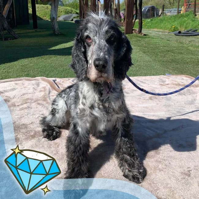 Alfie, male senior Cocker Spaniel for adoption at Many Tears Animal Rescue, Llanelli