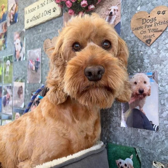 Gracie, female 3yo Cockapoo for adoption at Many Tears Animal Rescue, Llanelli
