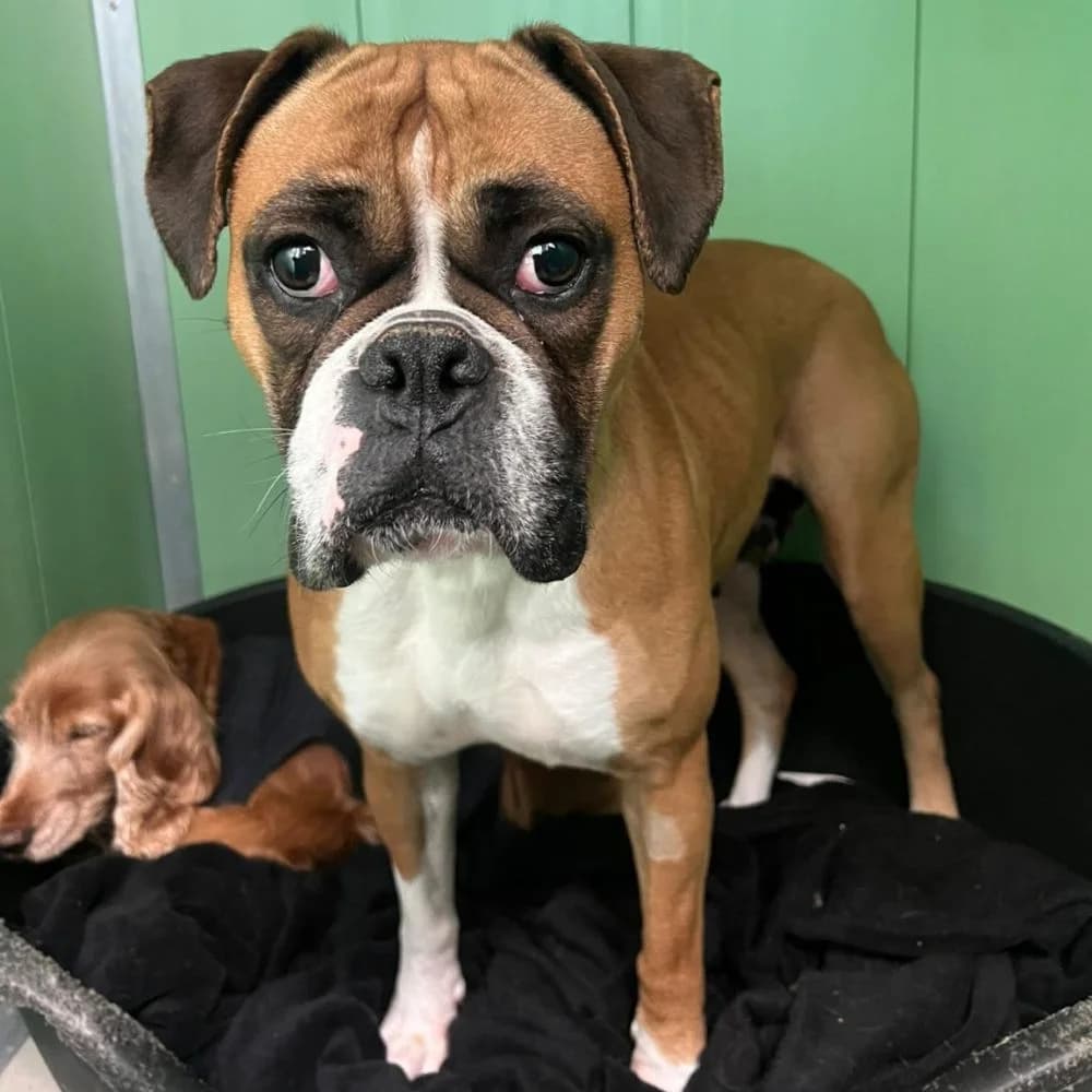 Nova, female young mixed breed for adoption at Many Tears Animal Rescue, Llanelli