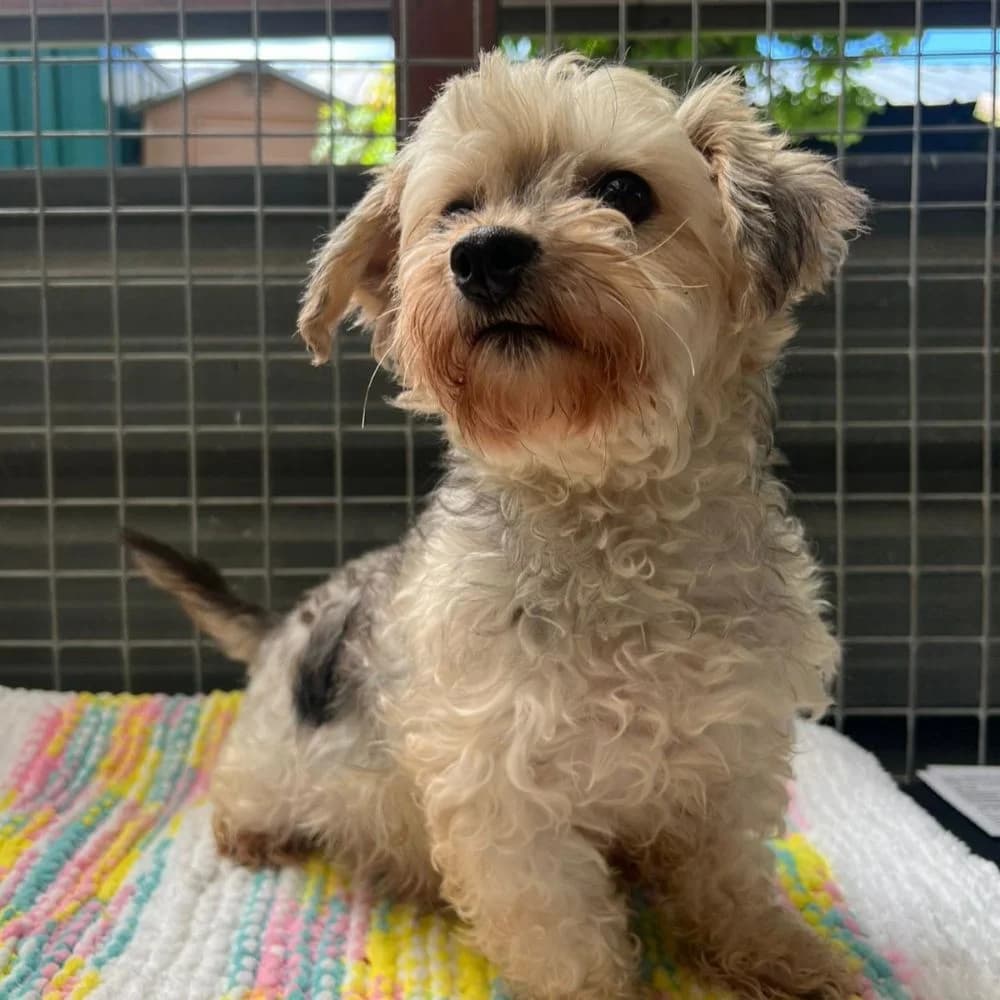 Nashville, female 6yo Yorkshire Terrier for adoption at Many Tears Animal Rescue, Llanelli