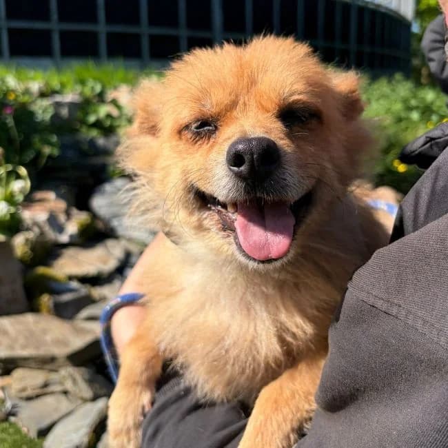 Nim, female 5yo Pomeranian for adoption at Many Tears Animal Rescue, Llanelli