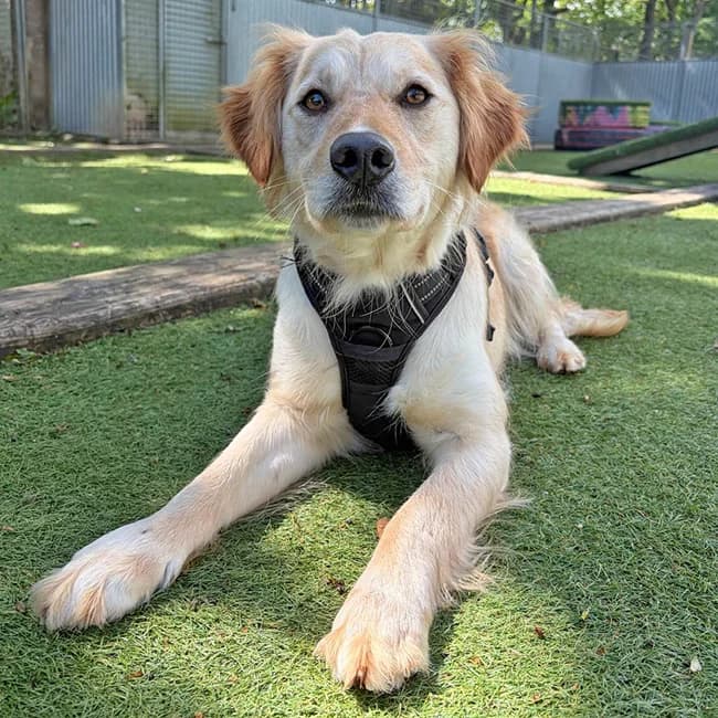 Xenon, female Labrador Retriever for adoption at Many Tears Animal Rescue, Llanelli