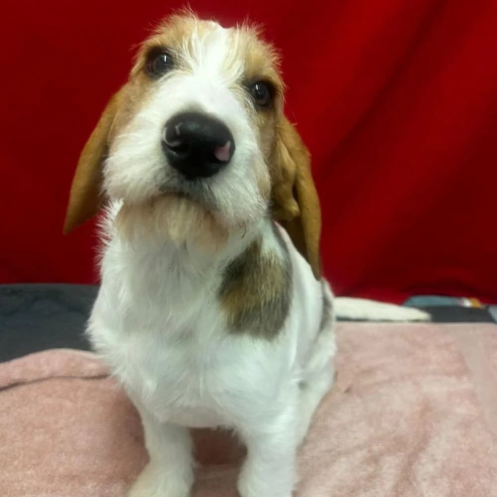 Fruitella, male puppy Beagle for adoption at Many Tears Animal Rescue, Llanelli