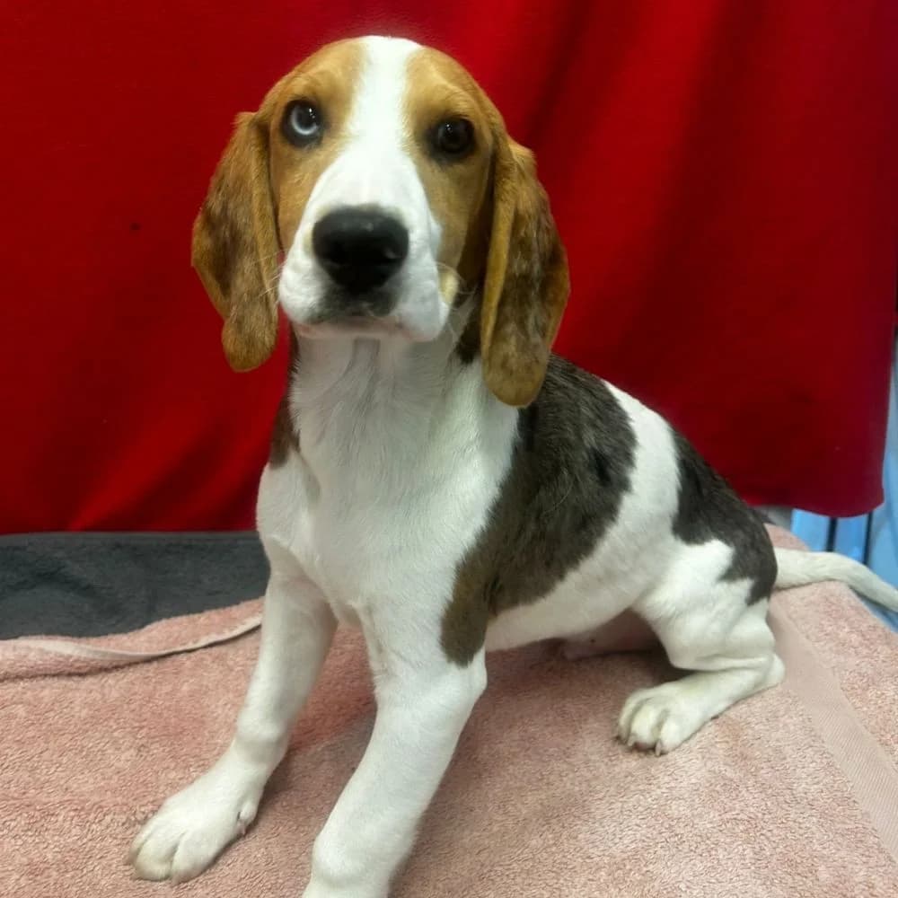 Finkle, male puppy Beagle for adoption at Many Tears Animal Rescue, Llanelli