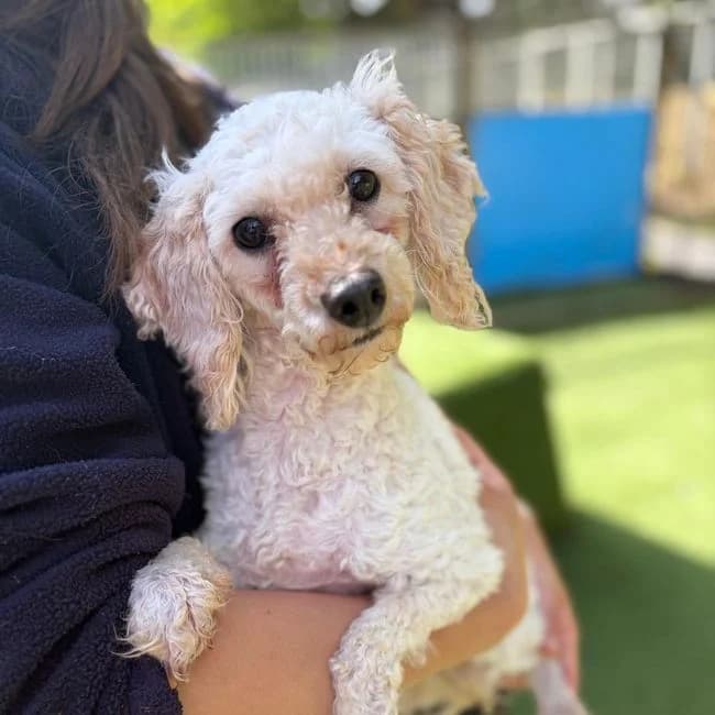Coco, Poodle (Many Tears Animal Rescue)