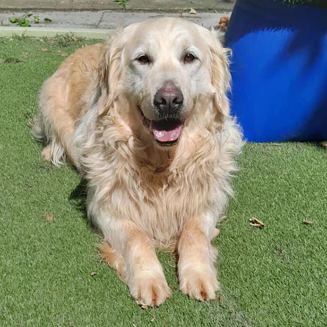 Laura, Golden Retriever (Many Tears Animal Rescue)