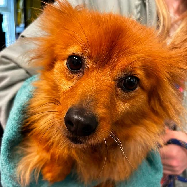 Louise, Pomeranian (Many Tears Animal Rescue)
