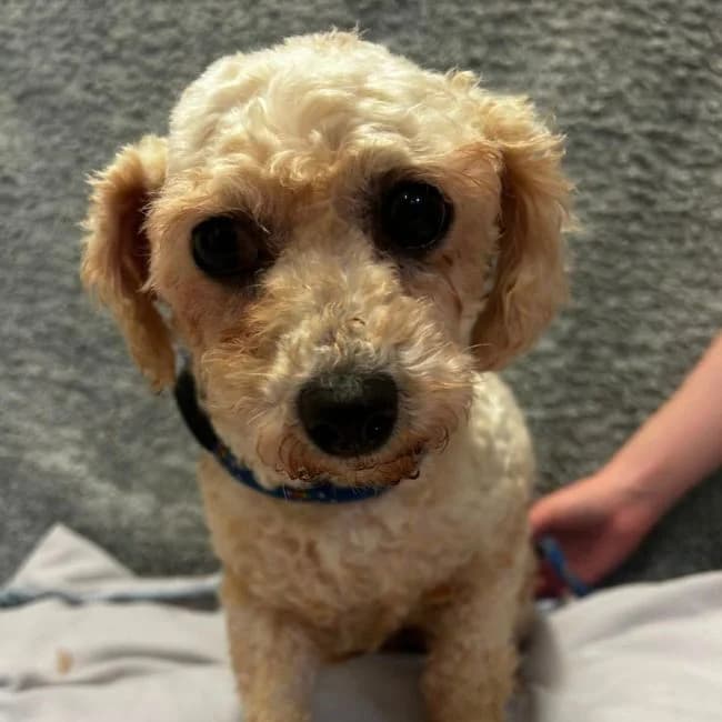 Lollipop, female Bichon Frisé for adoption at Many Tears Animal Rescue, Llanelli