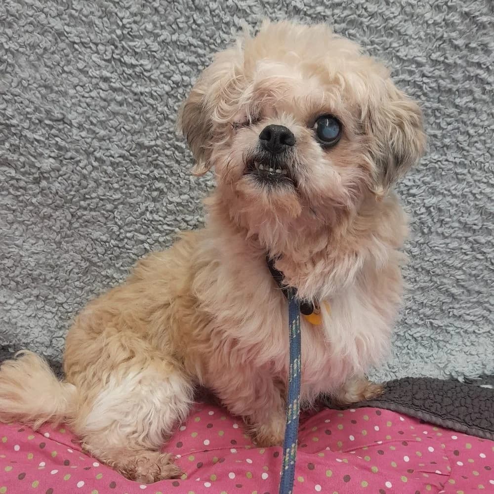 Lemon Pie, Shih Tzu (Many Tears Animal Rescue)