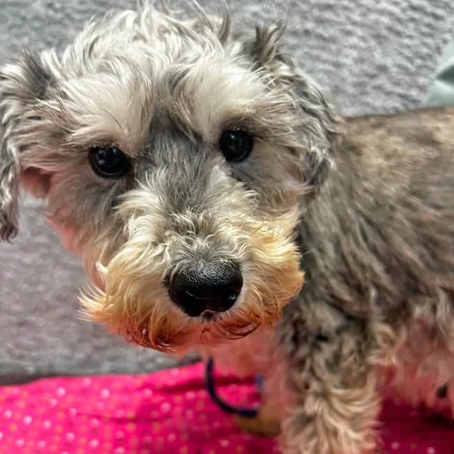 Polly,  (Many Tears Animal Rescue)