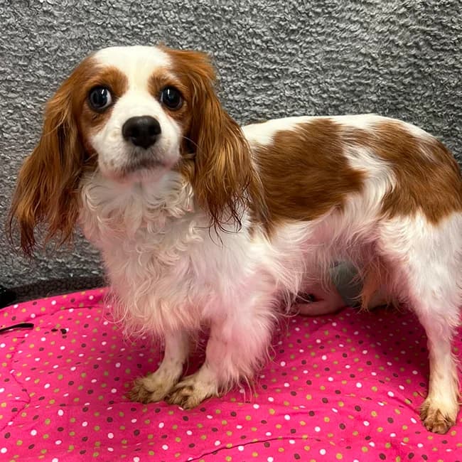 Lily, Cavalier King Charles Spaniel (Many Tears Animal Rescue)