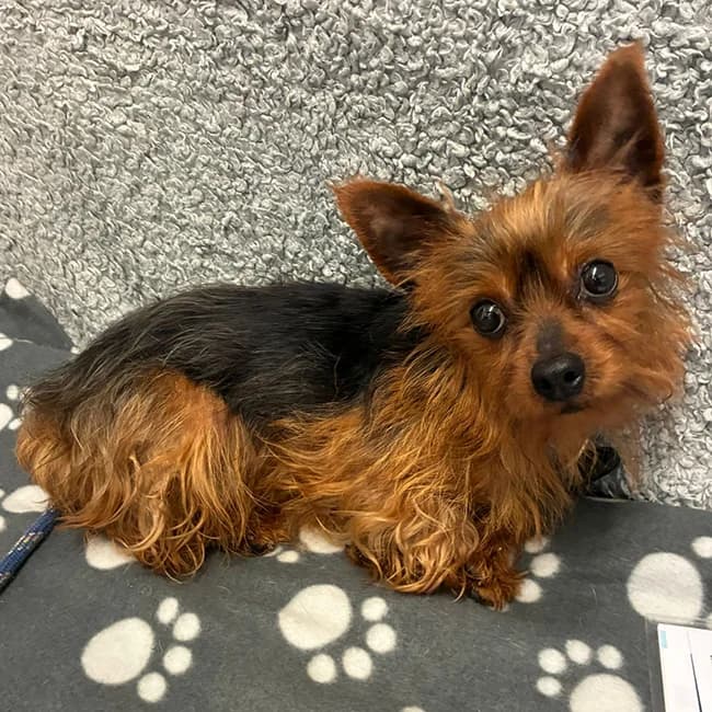 Ophelia, female Yorkshire Terrier for adoption at Many Tears Animal Rescue, Llanelli