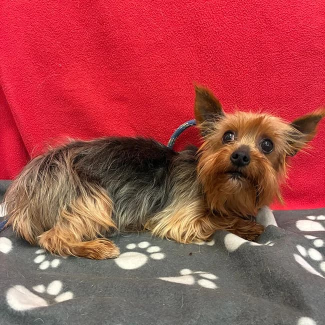 Opal, Yorkshire Terrier (Many Tears Animal Rescue)
