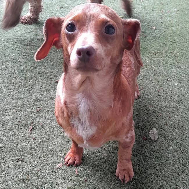 Dianne, female 4yo Dachshund for adoption at Many Tears Animal Rescue