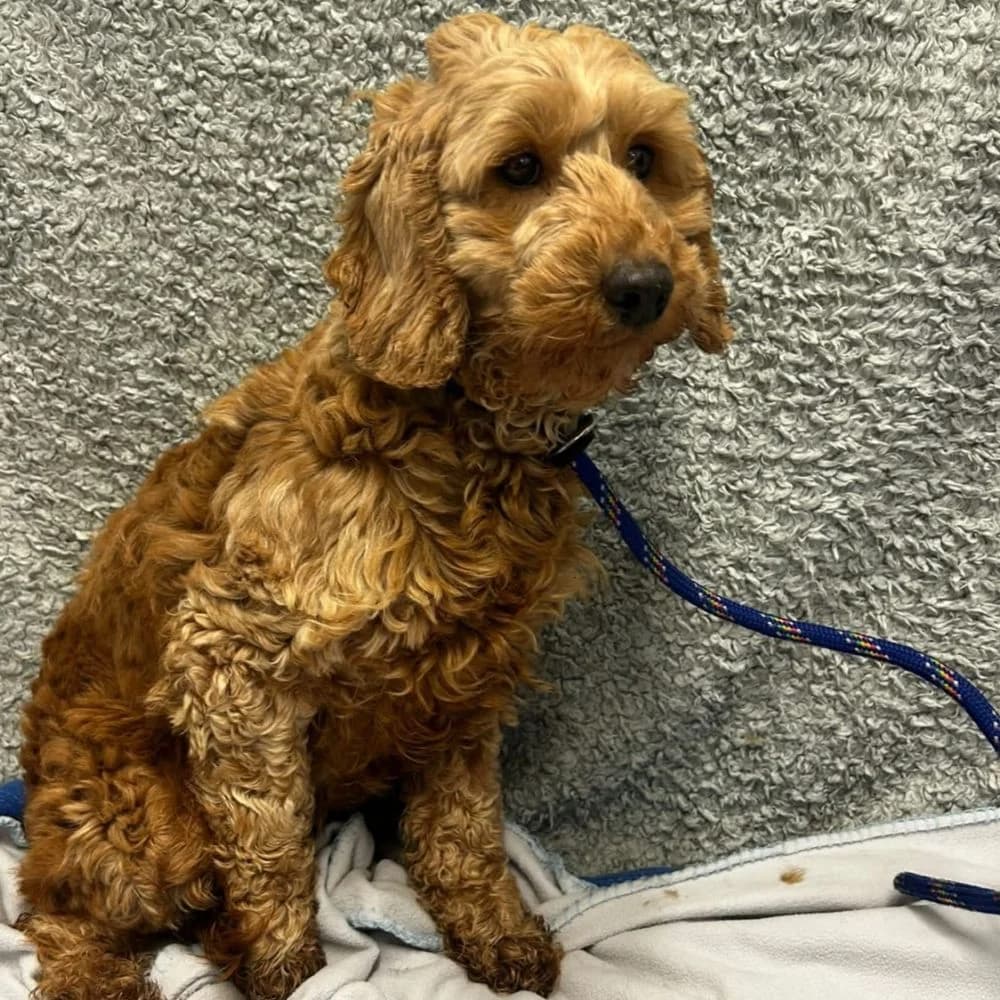 Dawn, Cockapoo (Many Tears Animal Rescue)