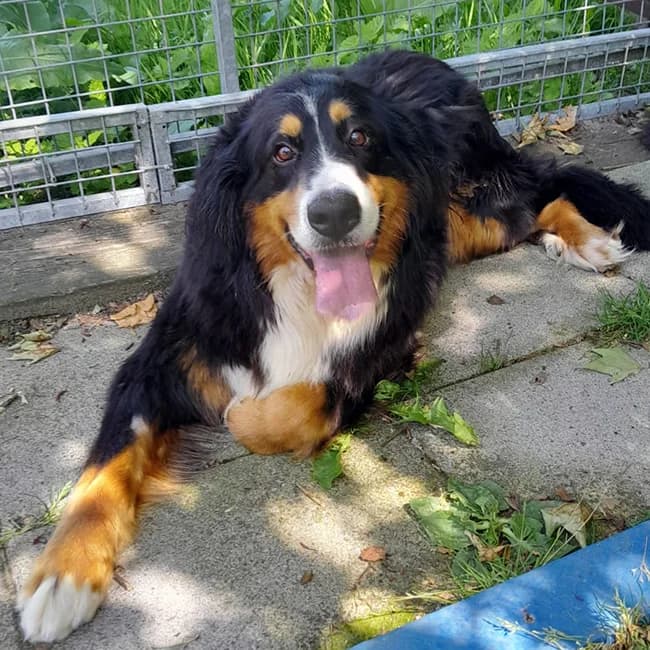 Greya, Bernese Mountain Dog (Many Tears Animal Rescue)