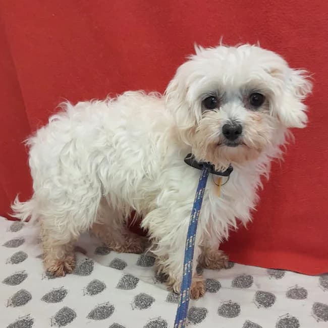 Gertrude, female young Maltese for adoption at Many Tears Animal Rescue