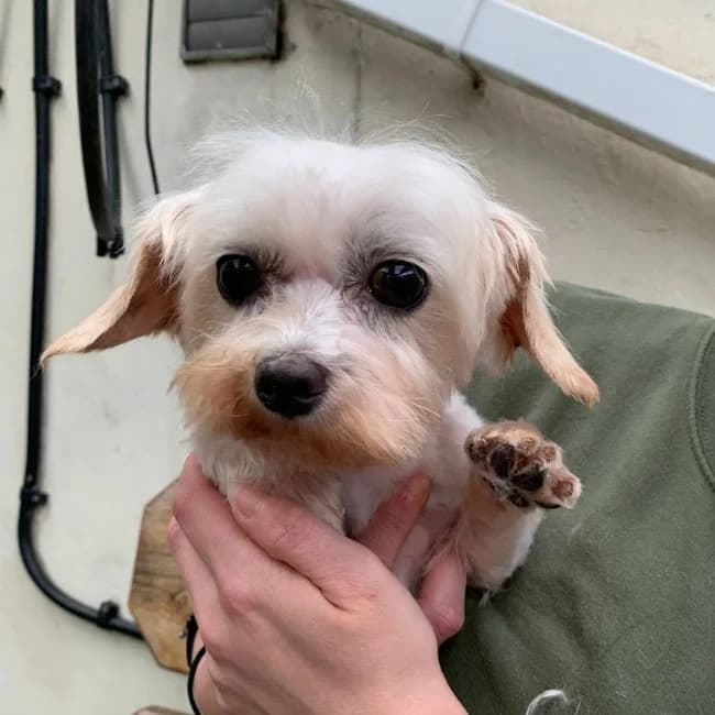 Daffodil, female 4yo Maltese for adoption at Many Tears Animal Rescue