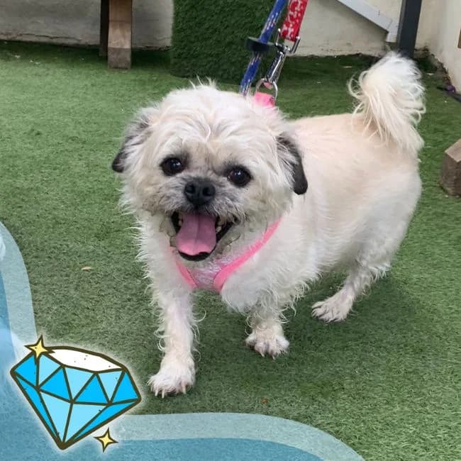 Holly, female senior Shih Tzu for adoption at Many Tears Animal Rescue