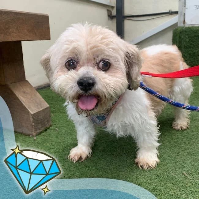 Heelie, female senior Shih Tzu for adoption at Many Tears Animal Rescue