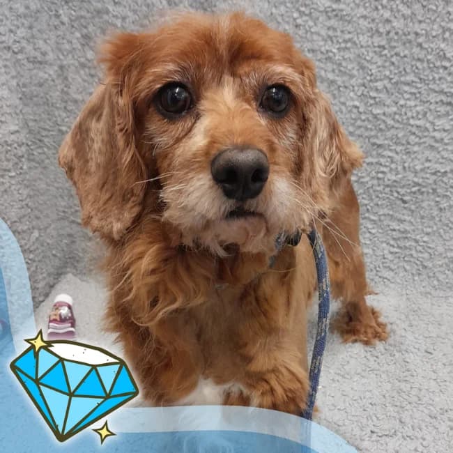 Ink, male Cavalier King Charles Spaniel for adoption at Many Tears Animal Rescue, Llanelli