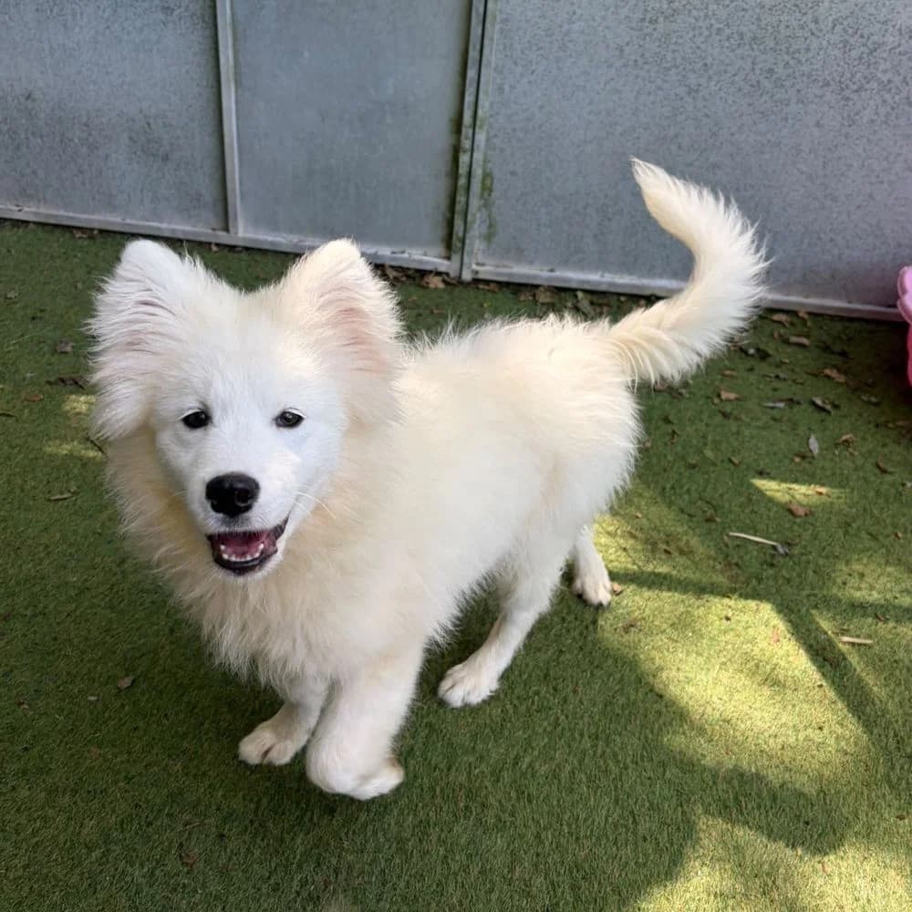 Pickles, Samoyed (Many Tears Animal Rescue)