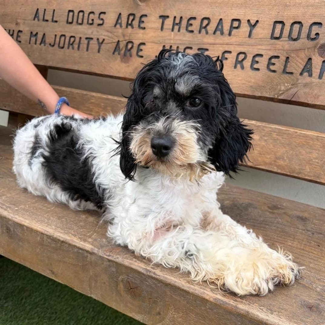 Pippa, Shih Tzu (Many Tears Animal Rescue)