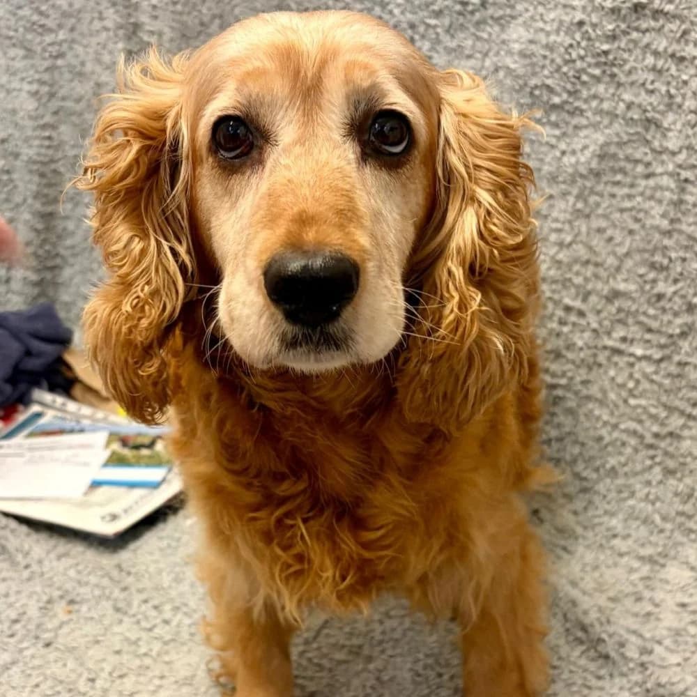 Whispy, female 7yo Cocker Spaniel for adoption at Many Tears Animal Rescue