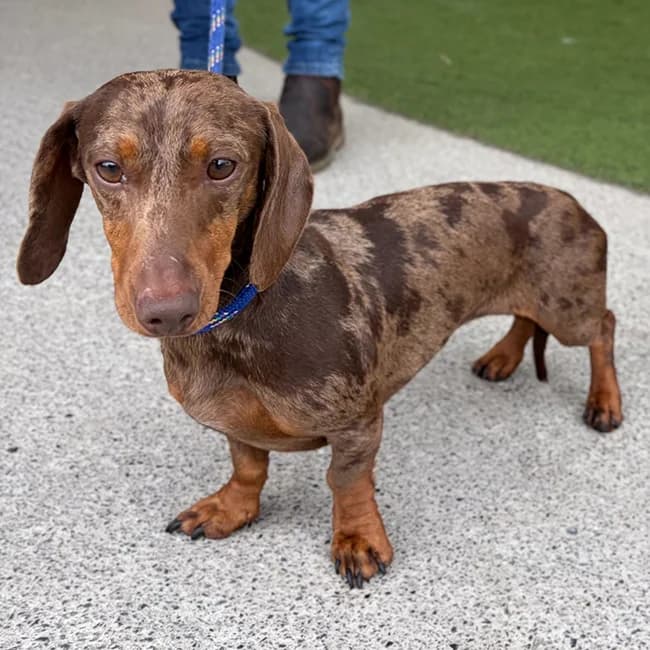 Pumpkin, female young Dachshund for adoption at Many Tears Animal Rescue