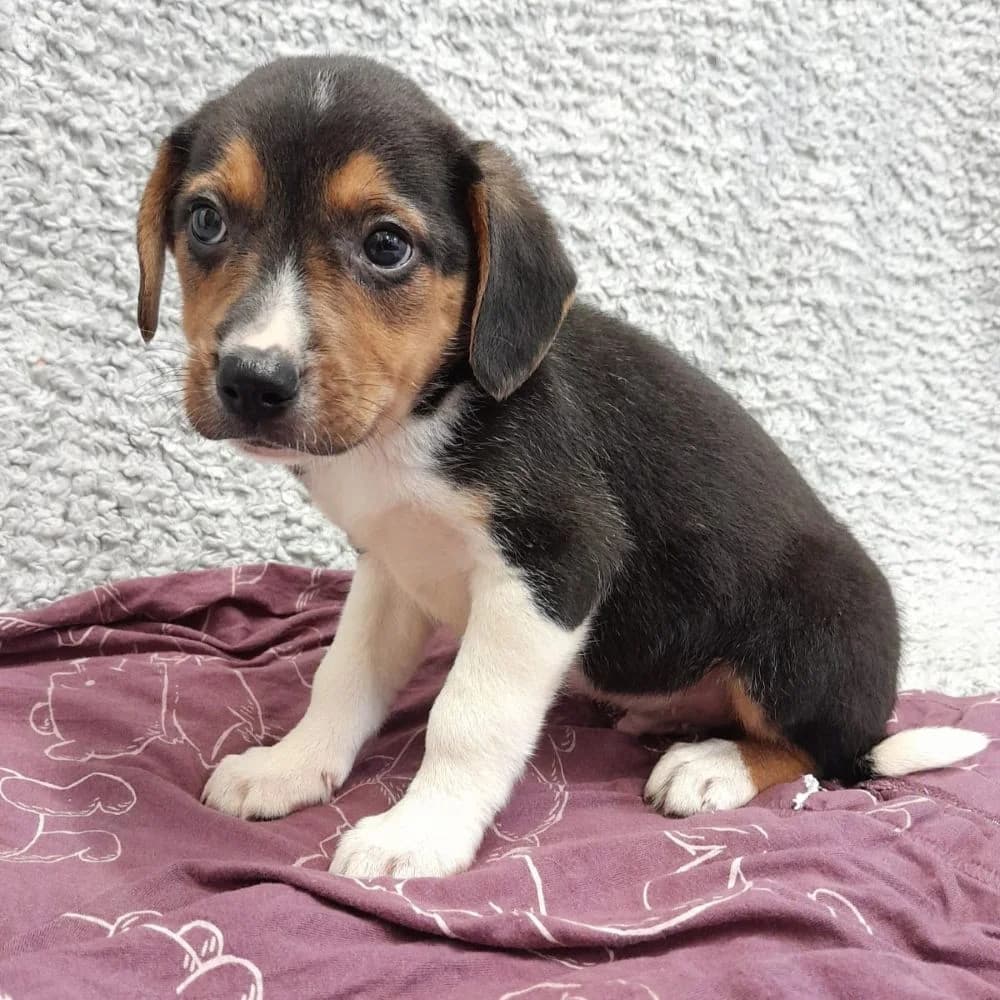 Cappuccino, Beagle (Many Tears Animal Rescue)