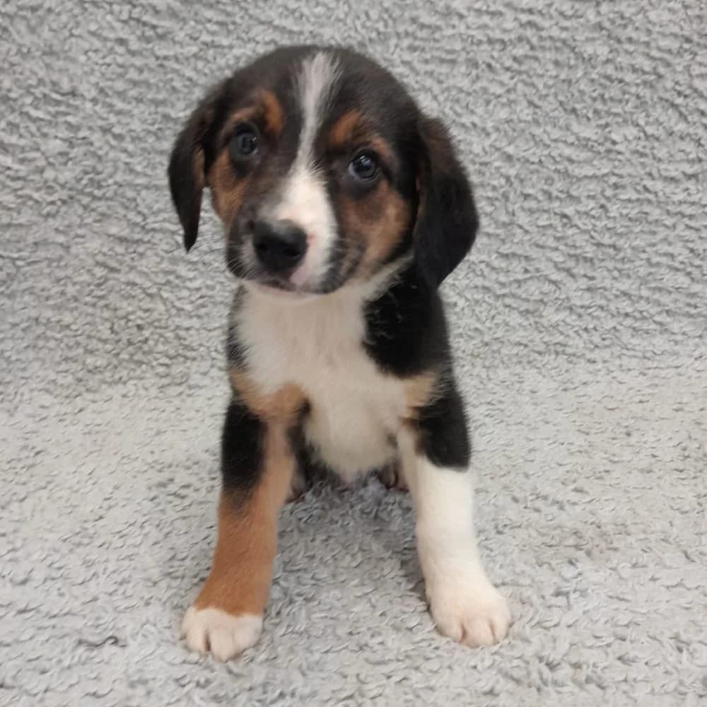 Espresso, Beagle (Many Tears Animal Rescue)