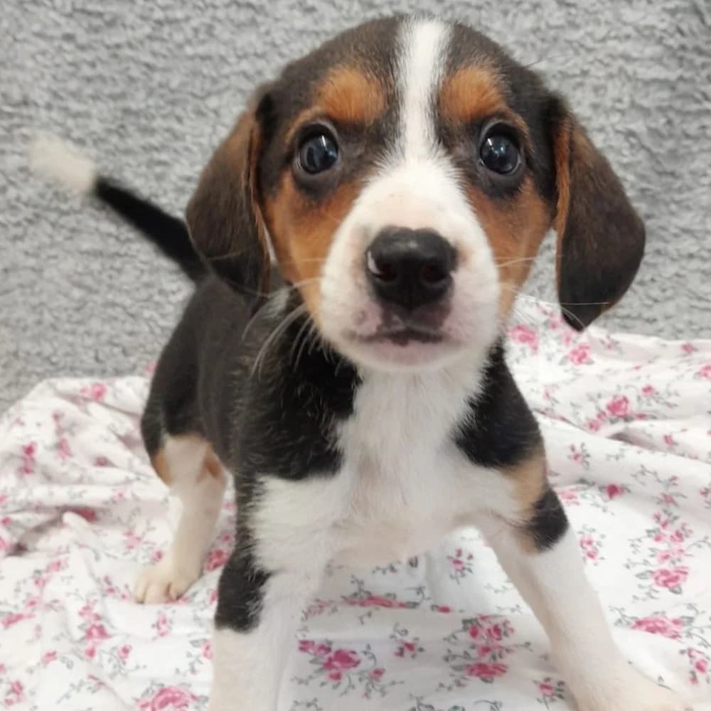 Latte, Beagle (Many Tears Animal Rescue)