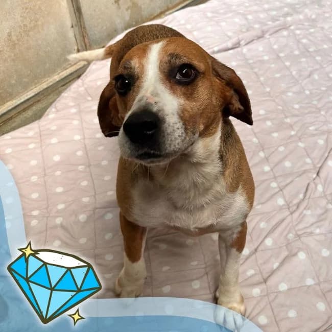 Bobbin, female 5yo Beagle for adoption at Many Tears Animal Rescue