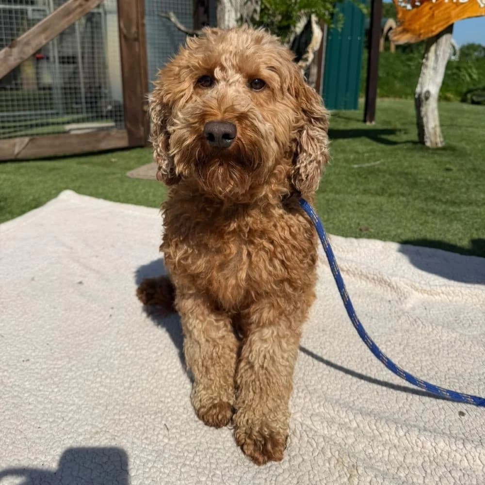 Diva, Poodle (Many Tears Animal Rescue)