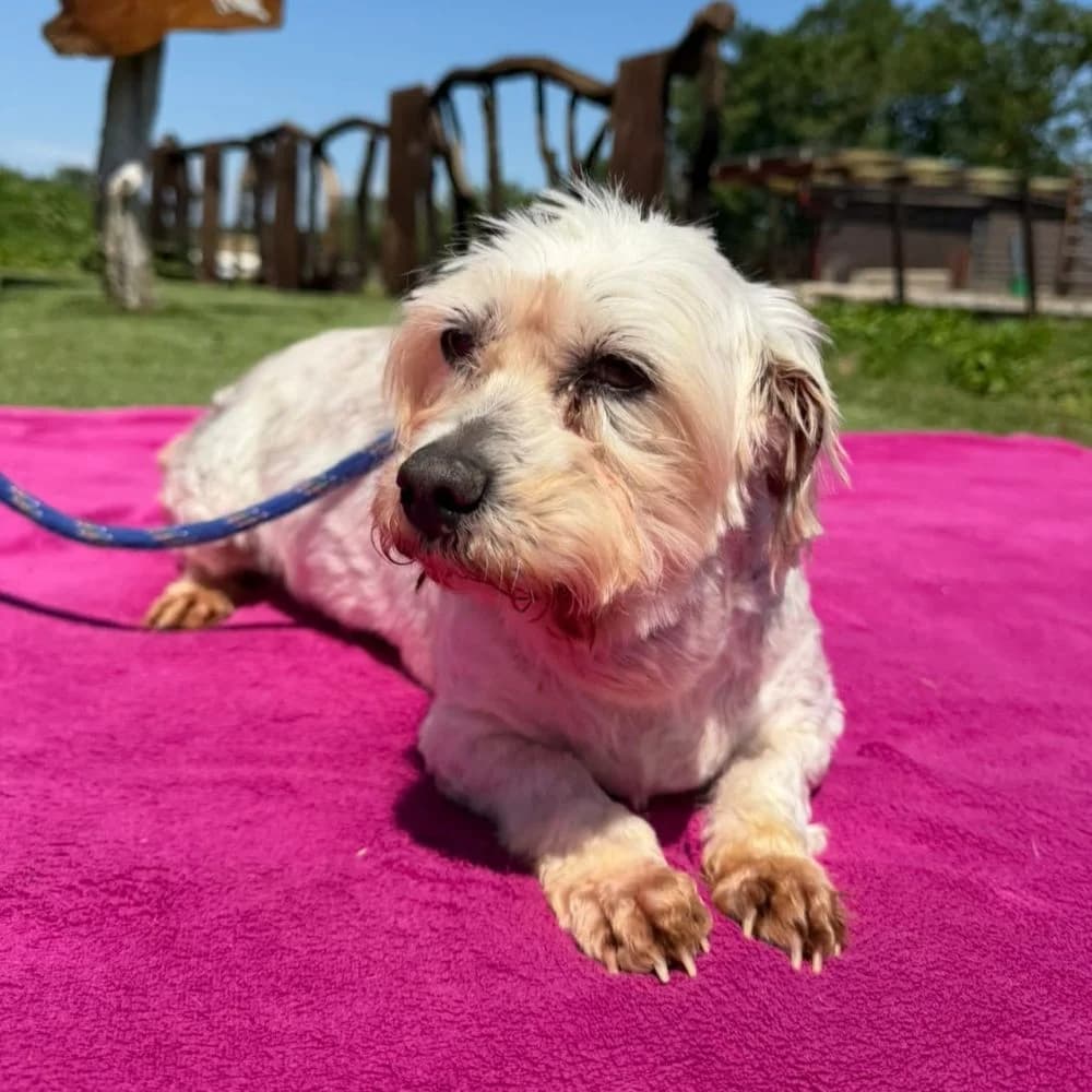 Disco, female 4yo Maltese for adoption at Many Tears Animal Rescue