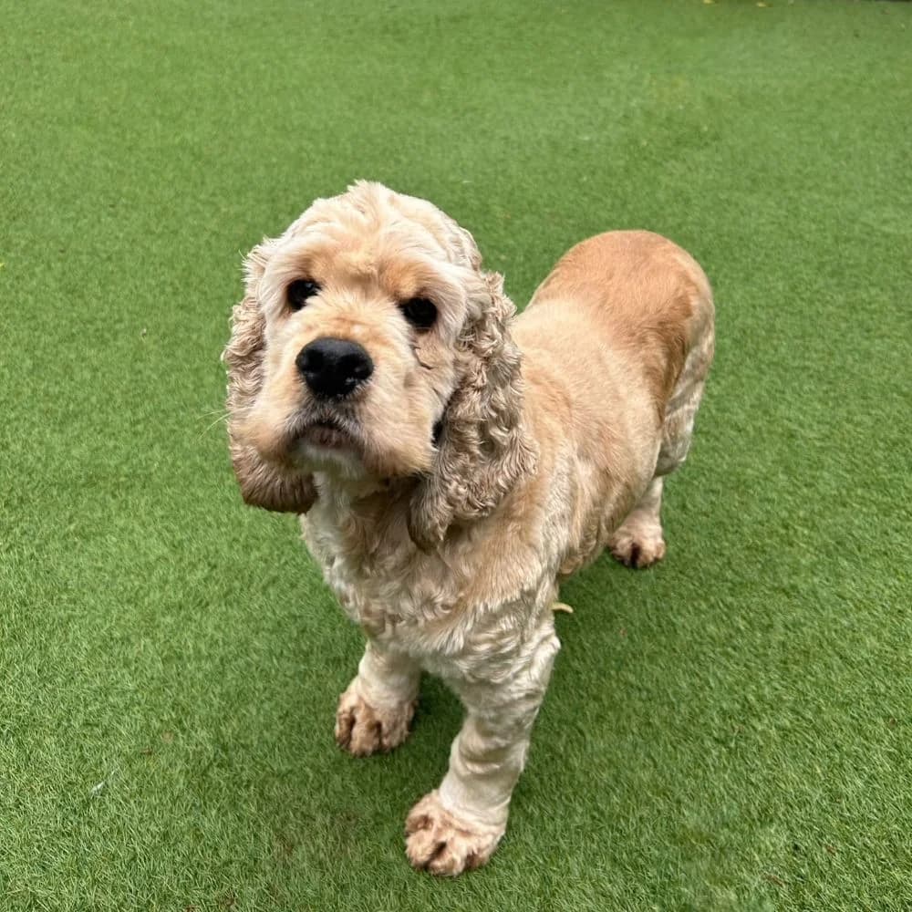 Danny, male 4yo Cocker Spaniel for adoption at Many Tears Animal Rescue