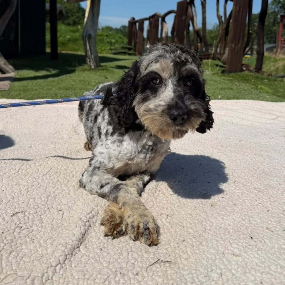 Davina, female Poodle for adoption at Many Tears Animal Rescue, Llanelli