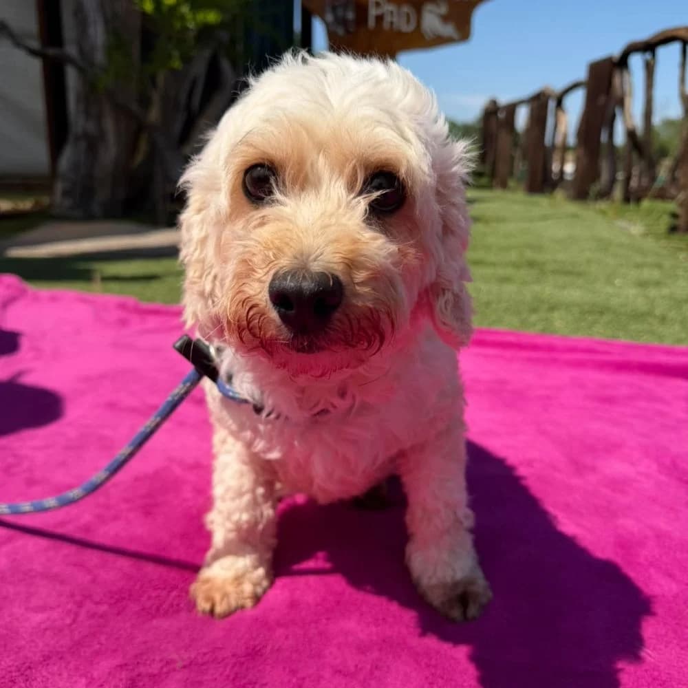 Jenga, Cavapoo (Many Tears Animal Rescue)