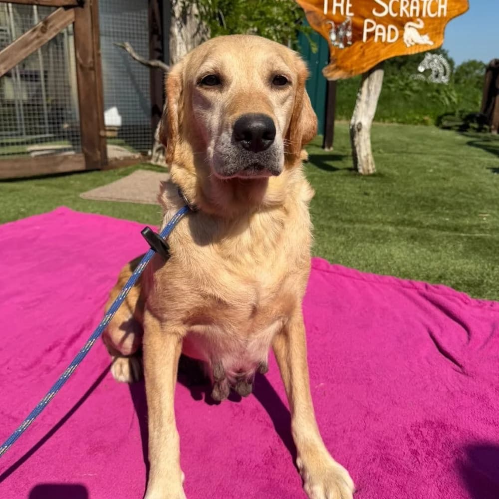 Jodie, Labrador Retriever (Many Tears Animal Rescue)