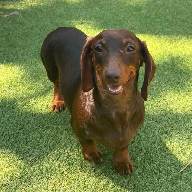 Yahtzee,  (Many Tears Animal Rescue)