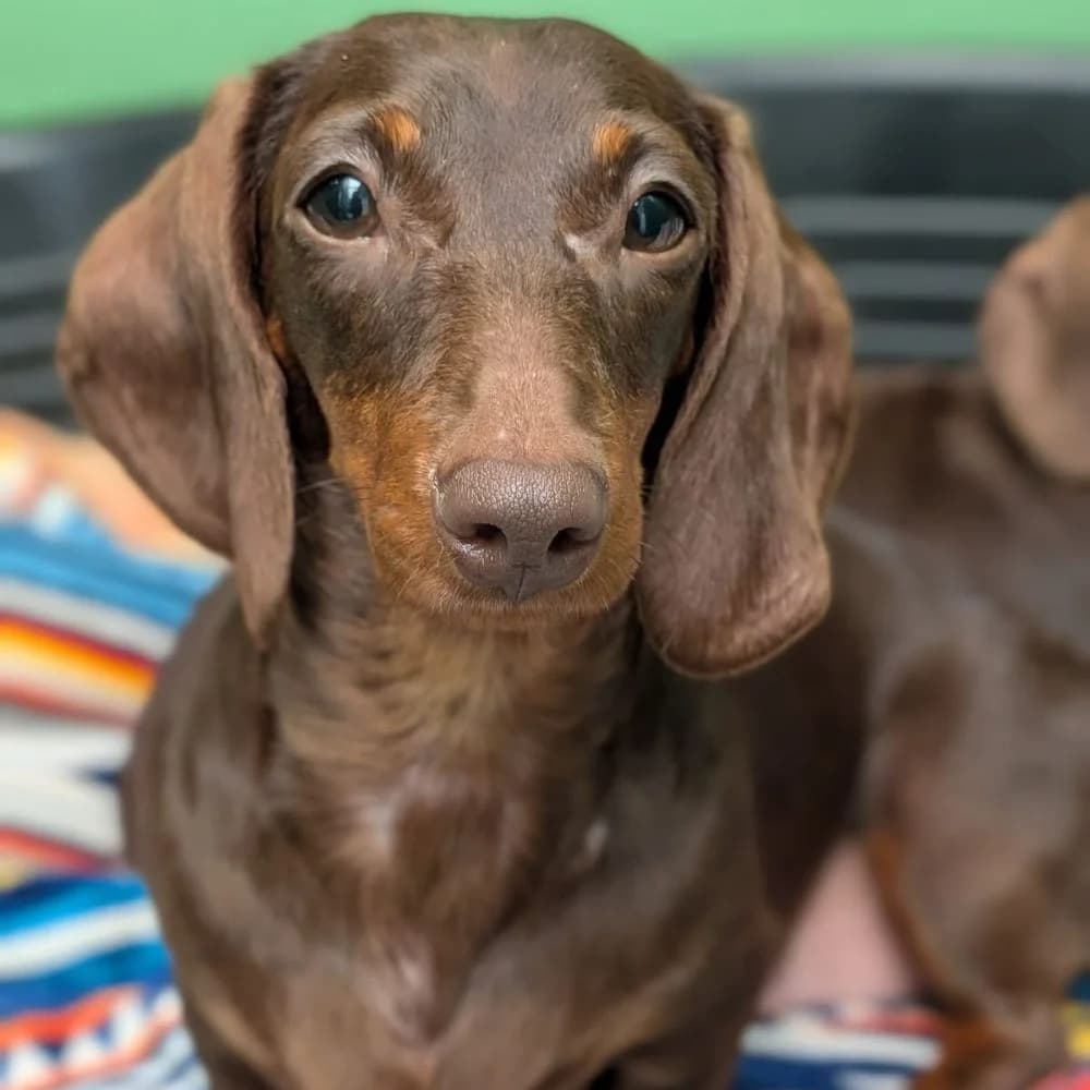 Yoshi, female young Dachshund for adoption at Many Tears Animal Rescue