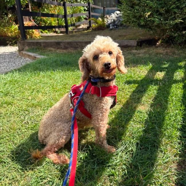 Beatrice, female 5yo Poodle for adoption at Many Tears Animal Rescue