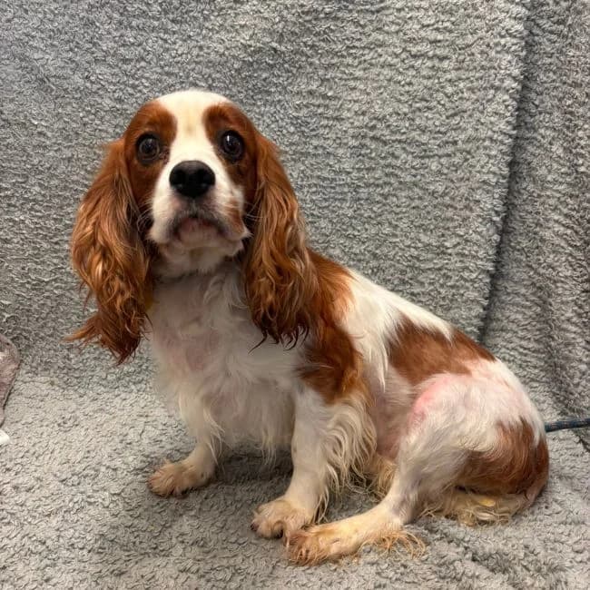 Carys, Cavalier King Charles Spaniel (Many Tears Animal Rescue)