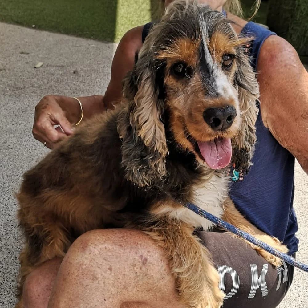 Judy, Cocker Spaniel (Many Tears Animal Rescue)