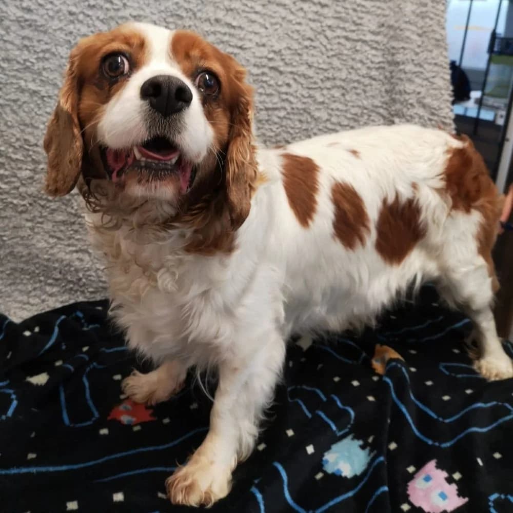 Letti, Cavalier King Charles Spaniel (Many Tears Animal Rescue)