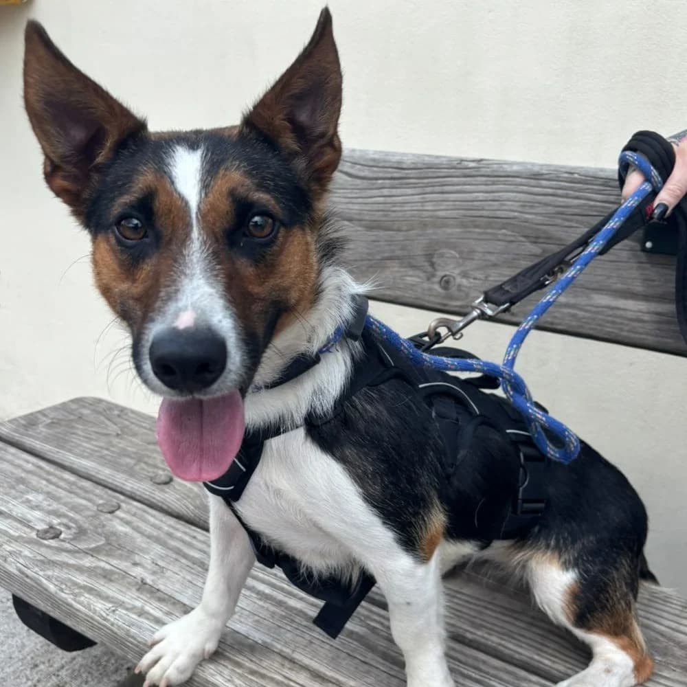 Pop, female young Collie for adoption at Many Tears Animal Rescue