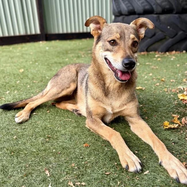 Rosie, female 4yo Mixed Breed for adoption at Many Tears Animal Rescue